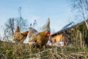 Die Stallpflicht für Geflügel endet.