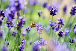 Politik im Spannungsfeld zwischen Landwirtschaft und Naturschutz muss man mit Augenmaß machen.