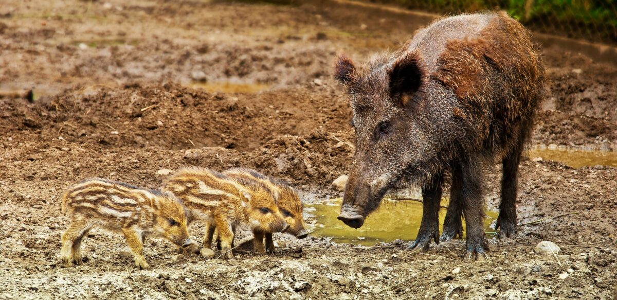 Wildschweine können die Afrikanische Schweinepest übertragen