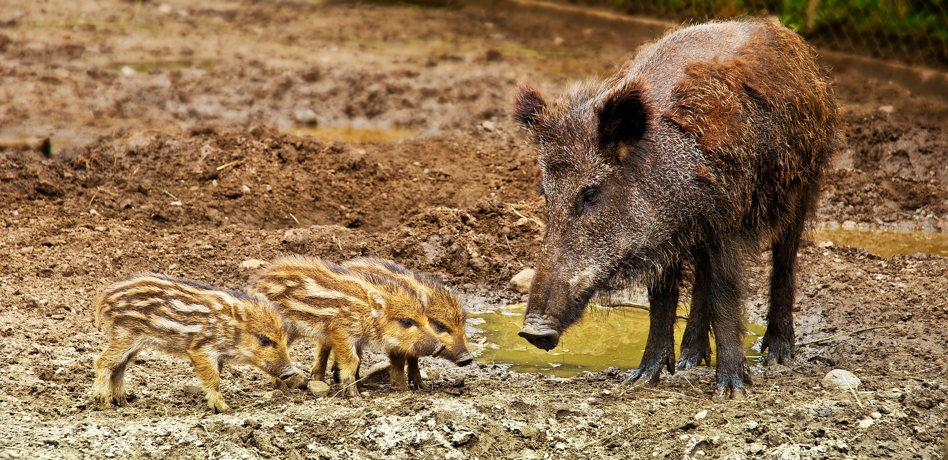 Wildschweine können die Afrikanische Schweinepest übertragen